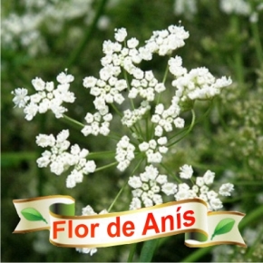 Flor del ans