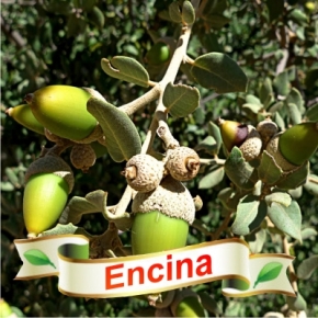 bellota encina