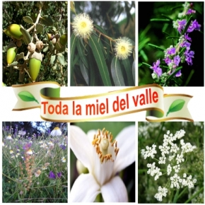 lote mieles